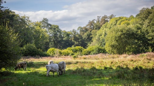 Four grey cows graze in the parkland with shrubs and trees surrounding the rough grass.
